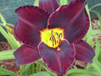 Ten To Midnight | Daylily