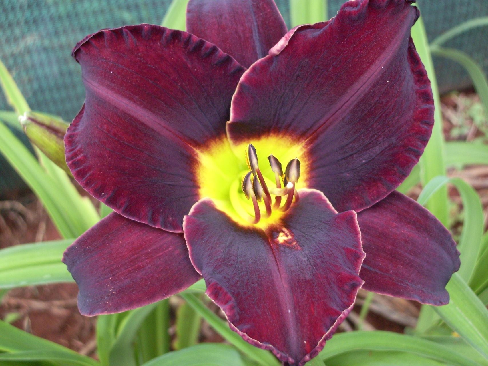 Ten To Midnight | Daylily