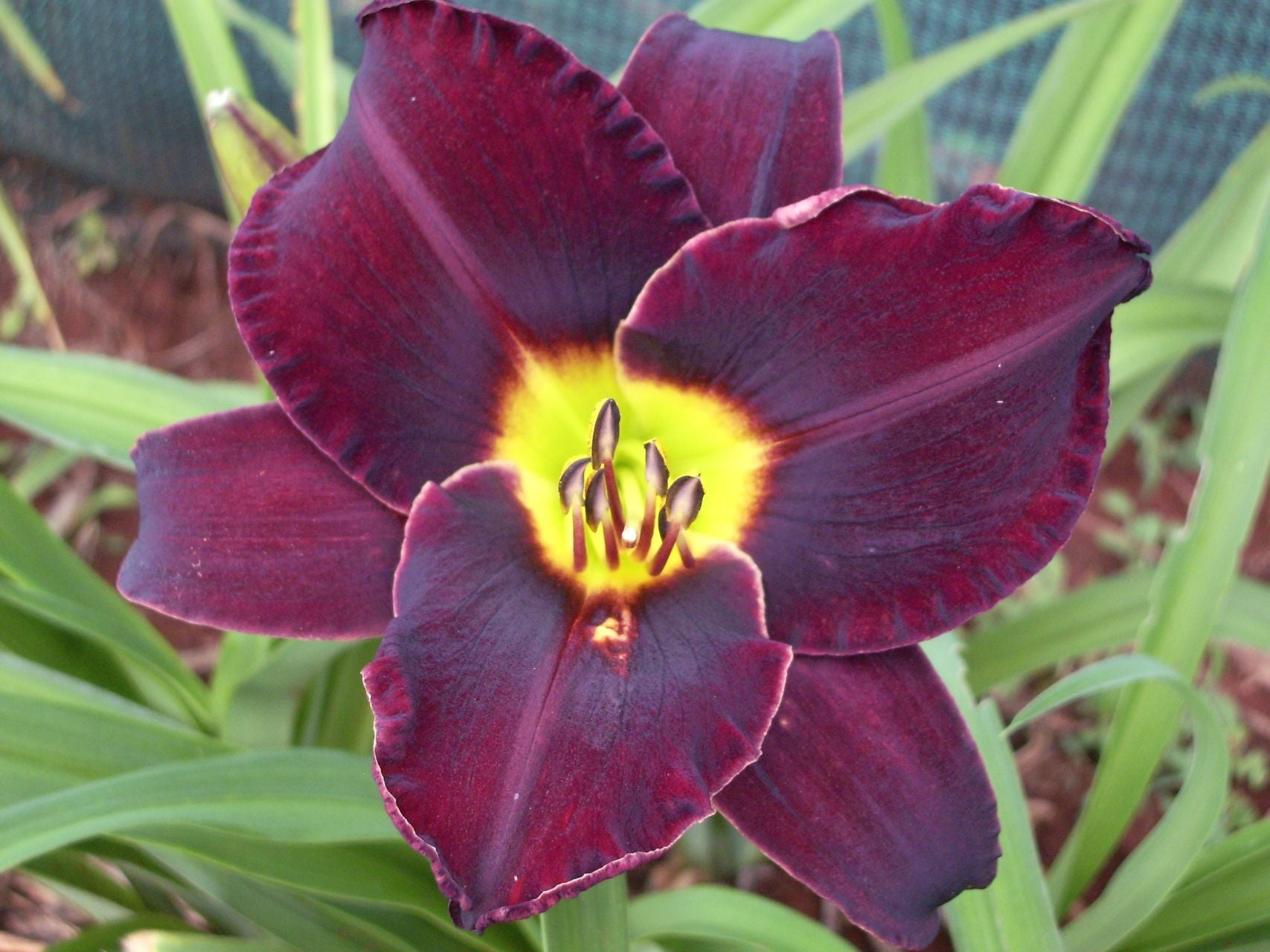 Ten To Midnight | Daylily
