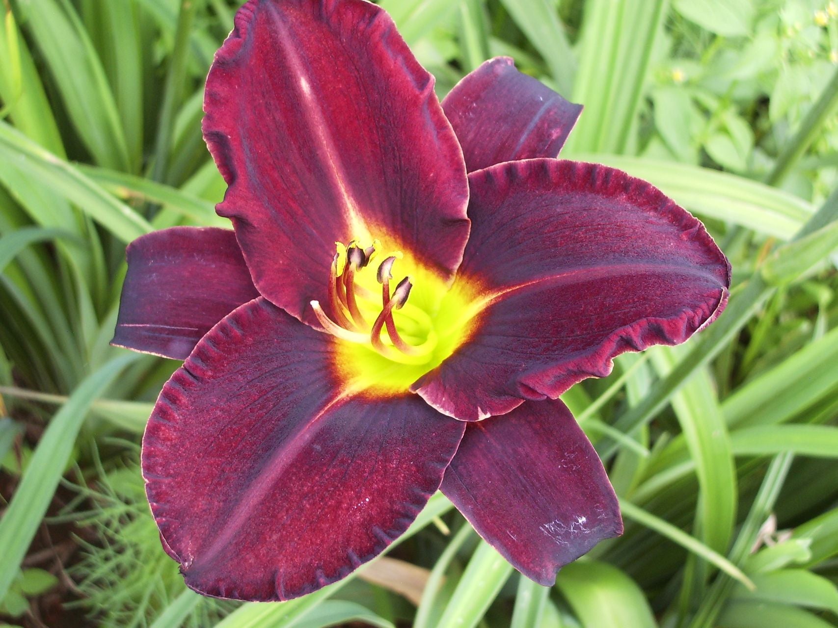 Ten To Midnight | Daylily