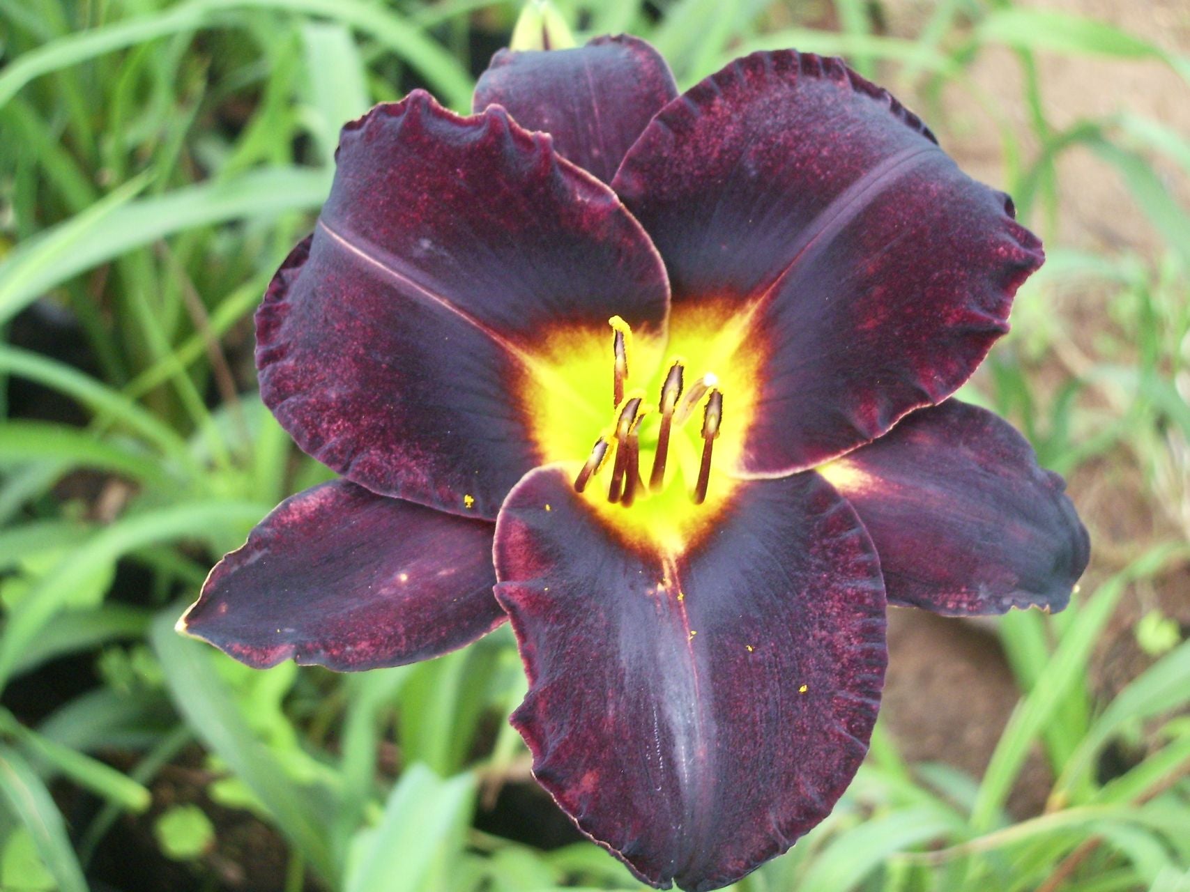 Ten To Midnight | Daylily