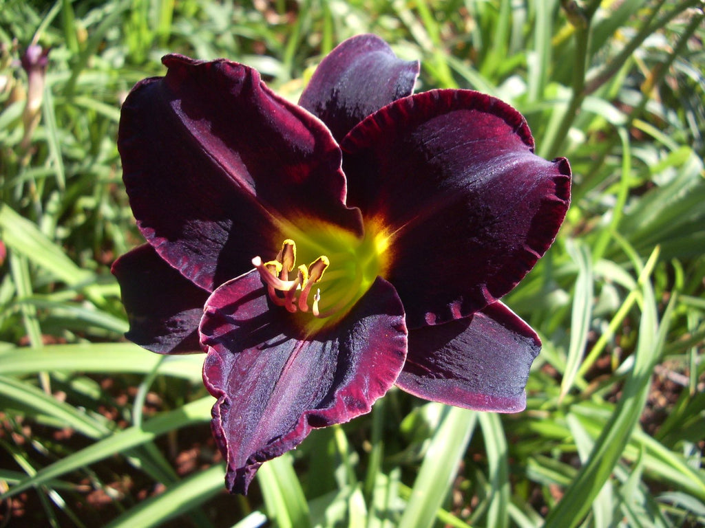 Ten To Midnight | Daylily