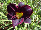 Ten To Midnight | Daylily
