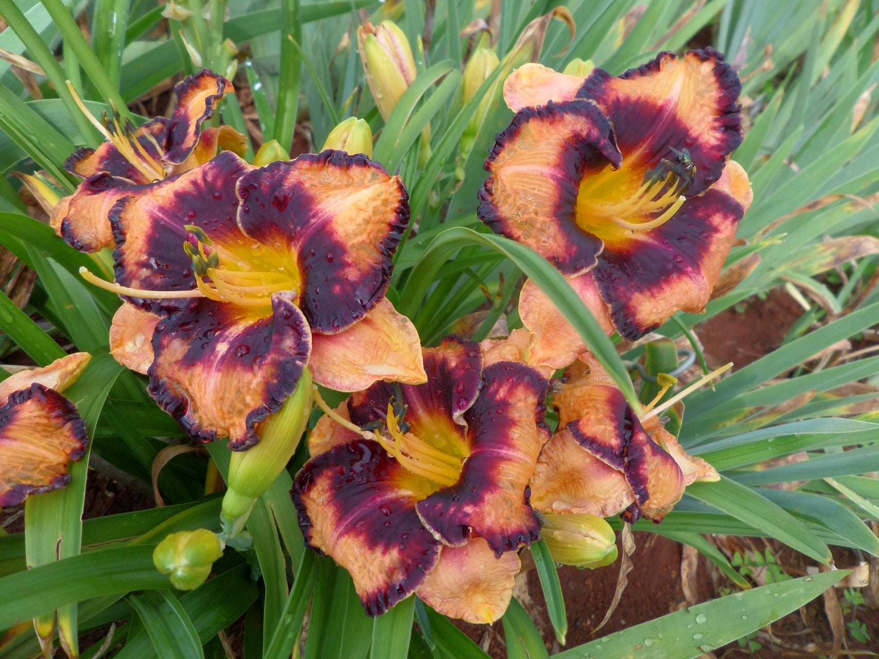 Adamas Daylily