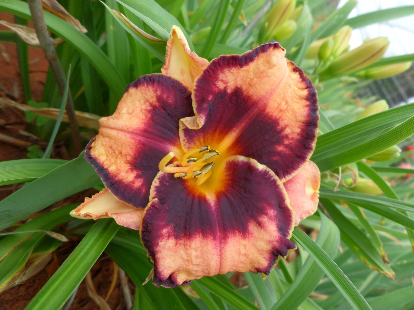 Adamas Daylily