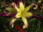 Applique | Daylily