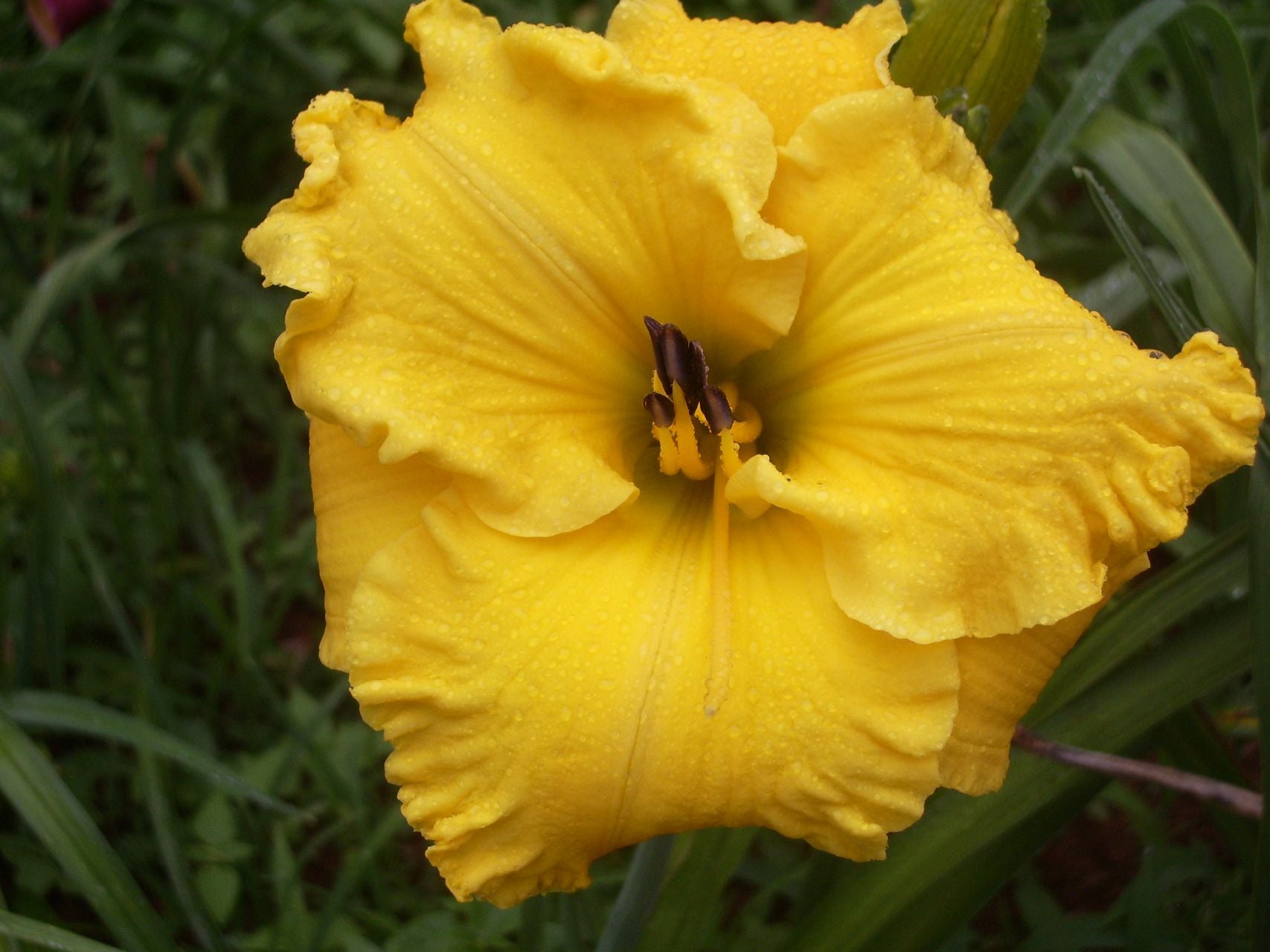 Bill Norris Daylily