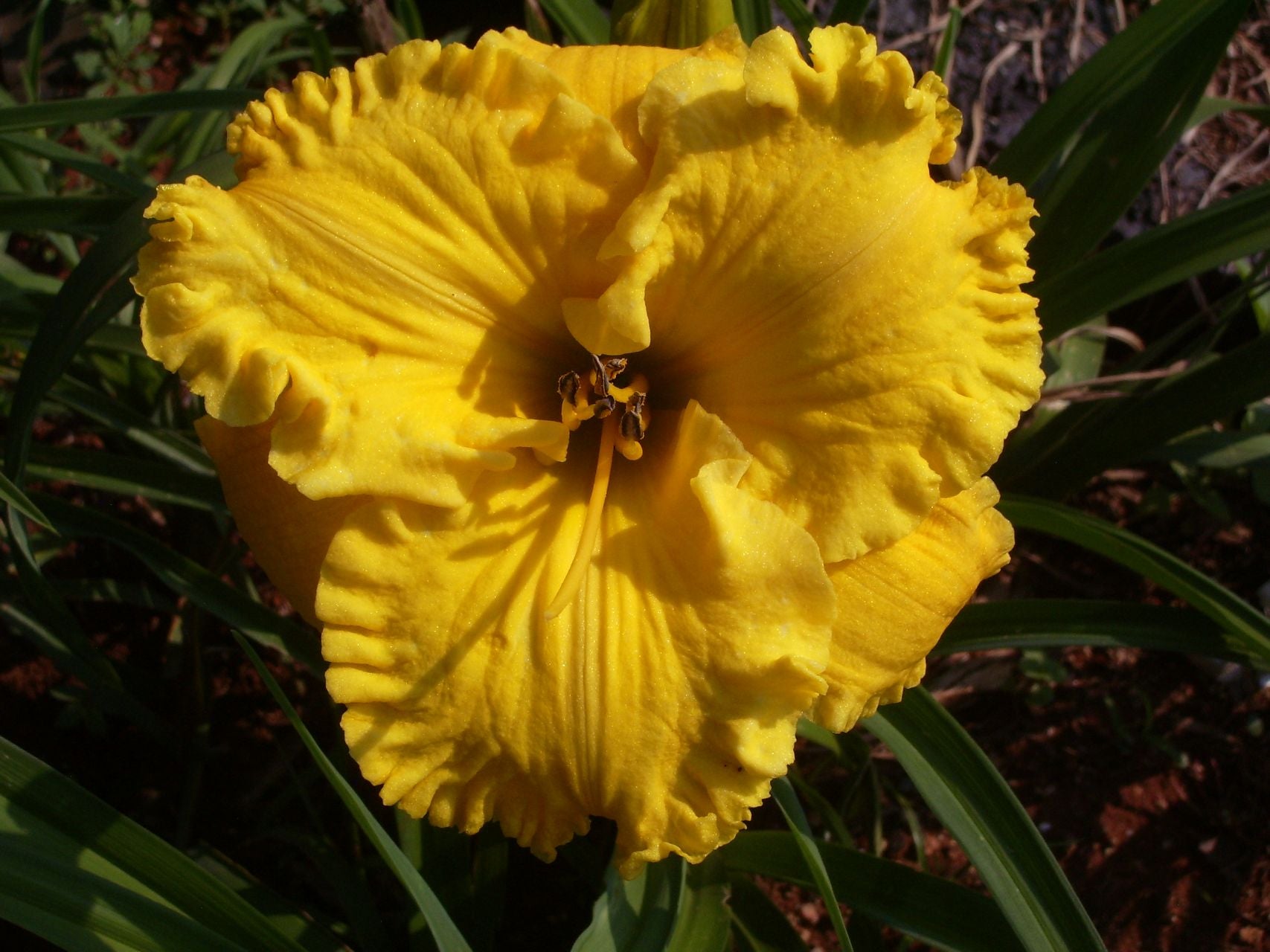 Bill Norris Daylily