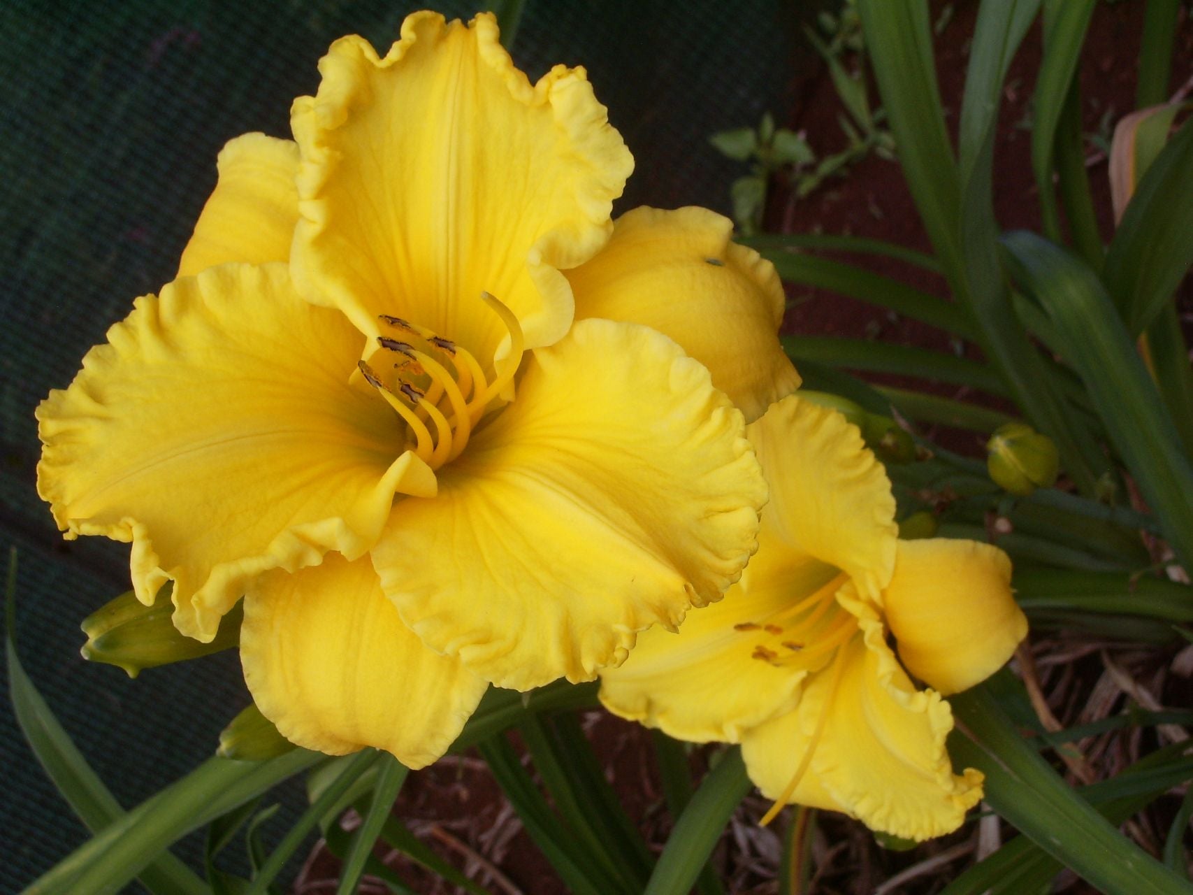 Bill Norris Daylily