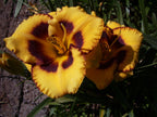 Booroobin Magic | Daylily
