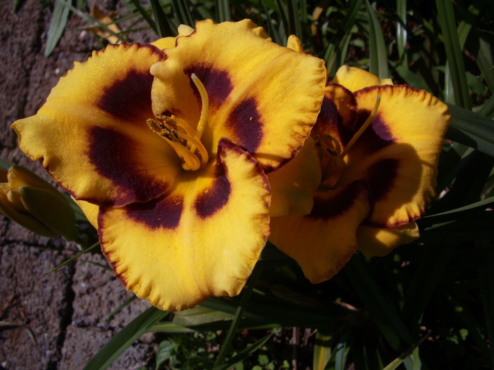 Booroobin Magic Daylily
