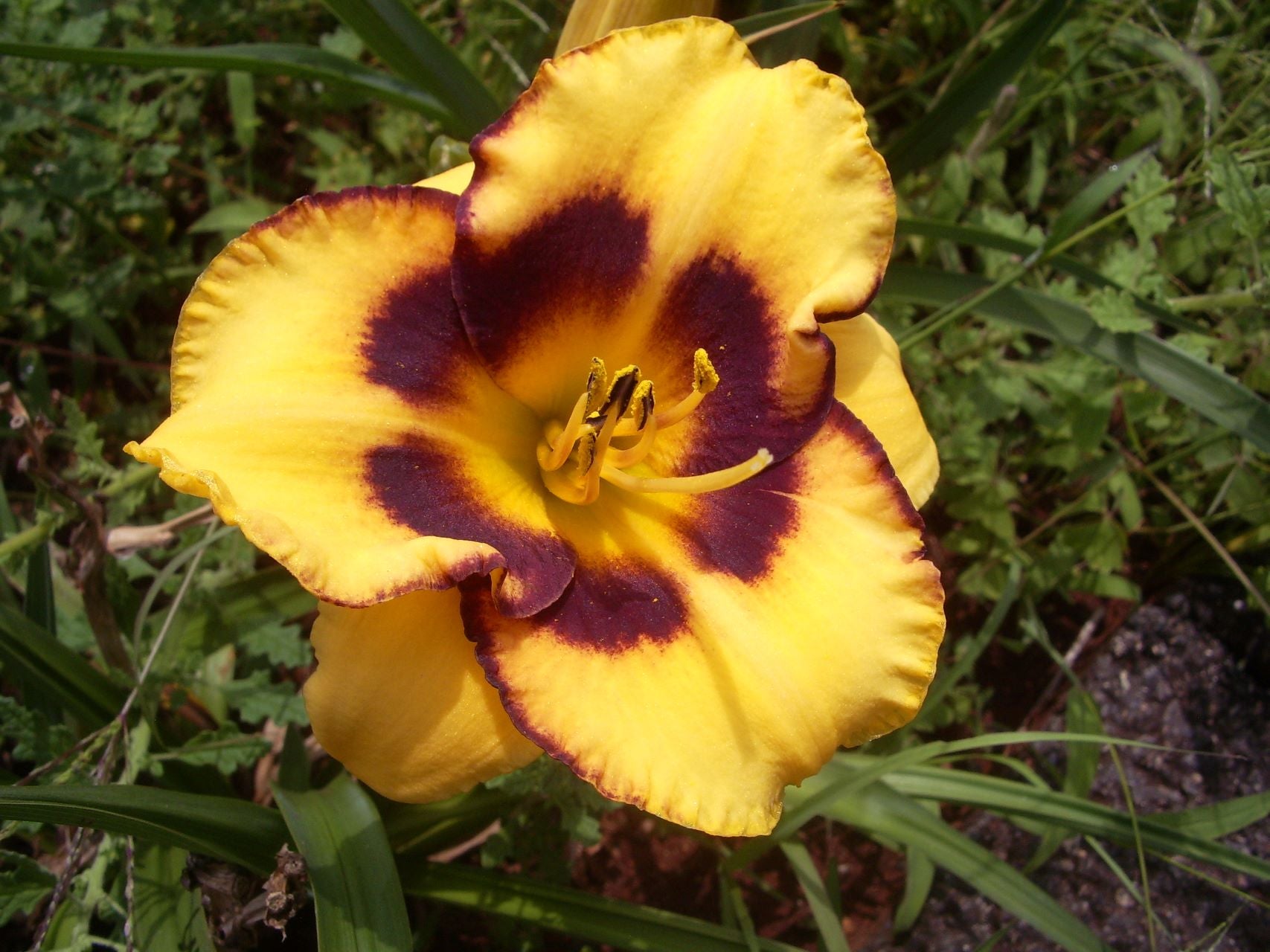 Booroobin Magic Daylily