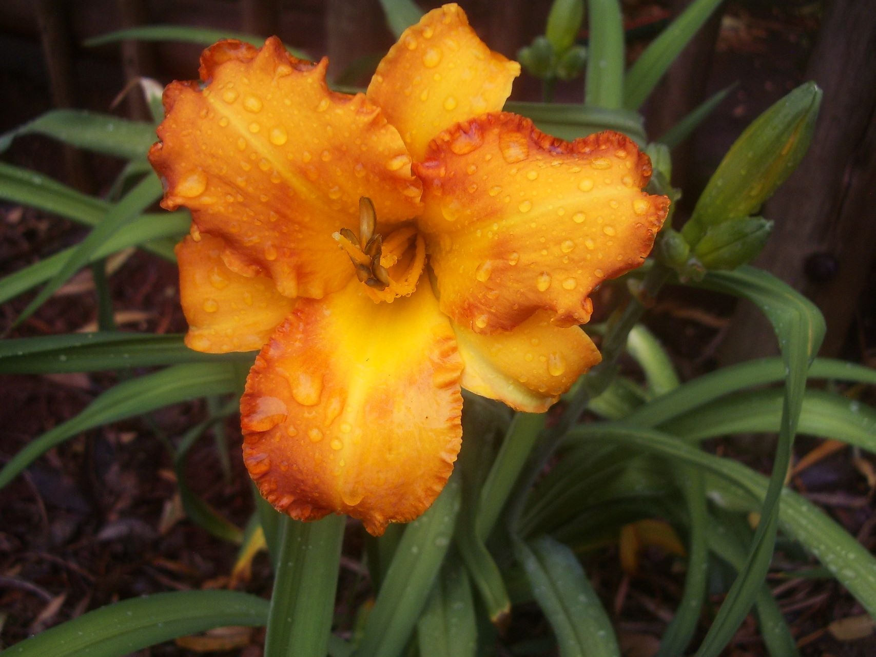 Carlee Longman Daylily