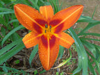 Color Burst | Daylily