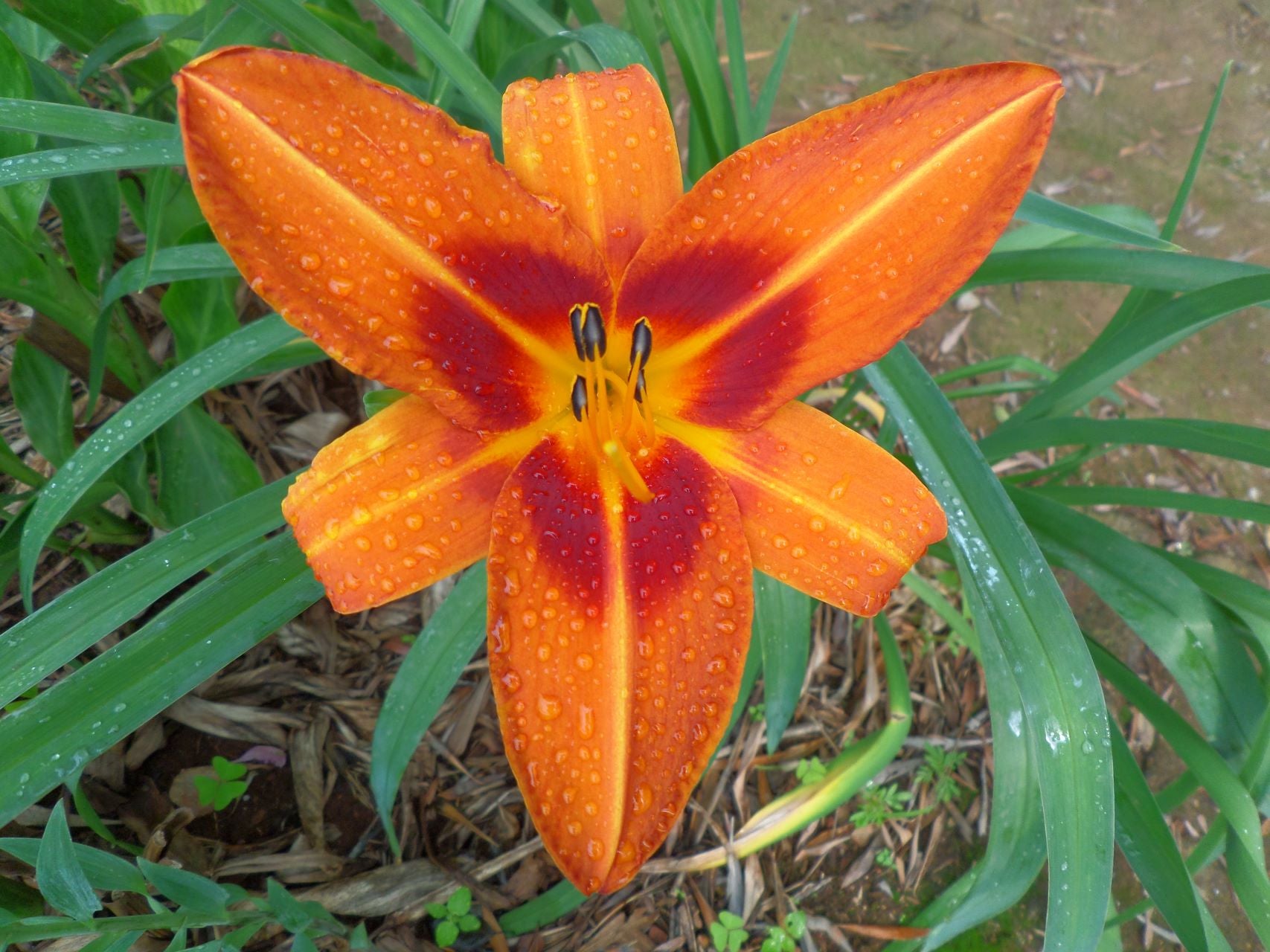 Color Burst Daylily