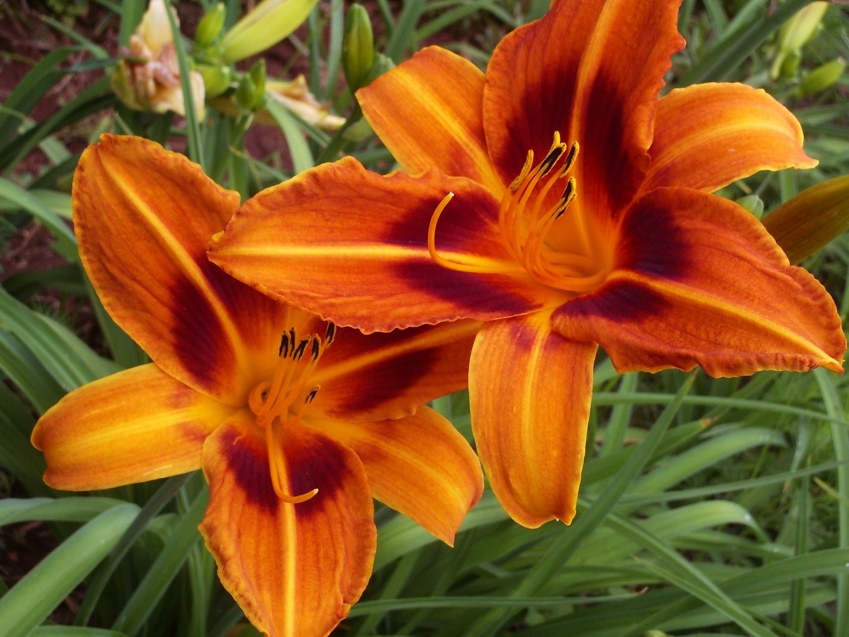 Color Burst Daylily
