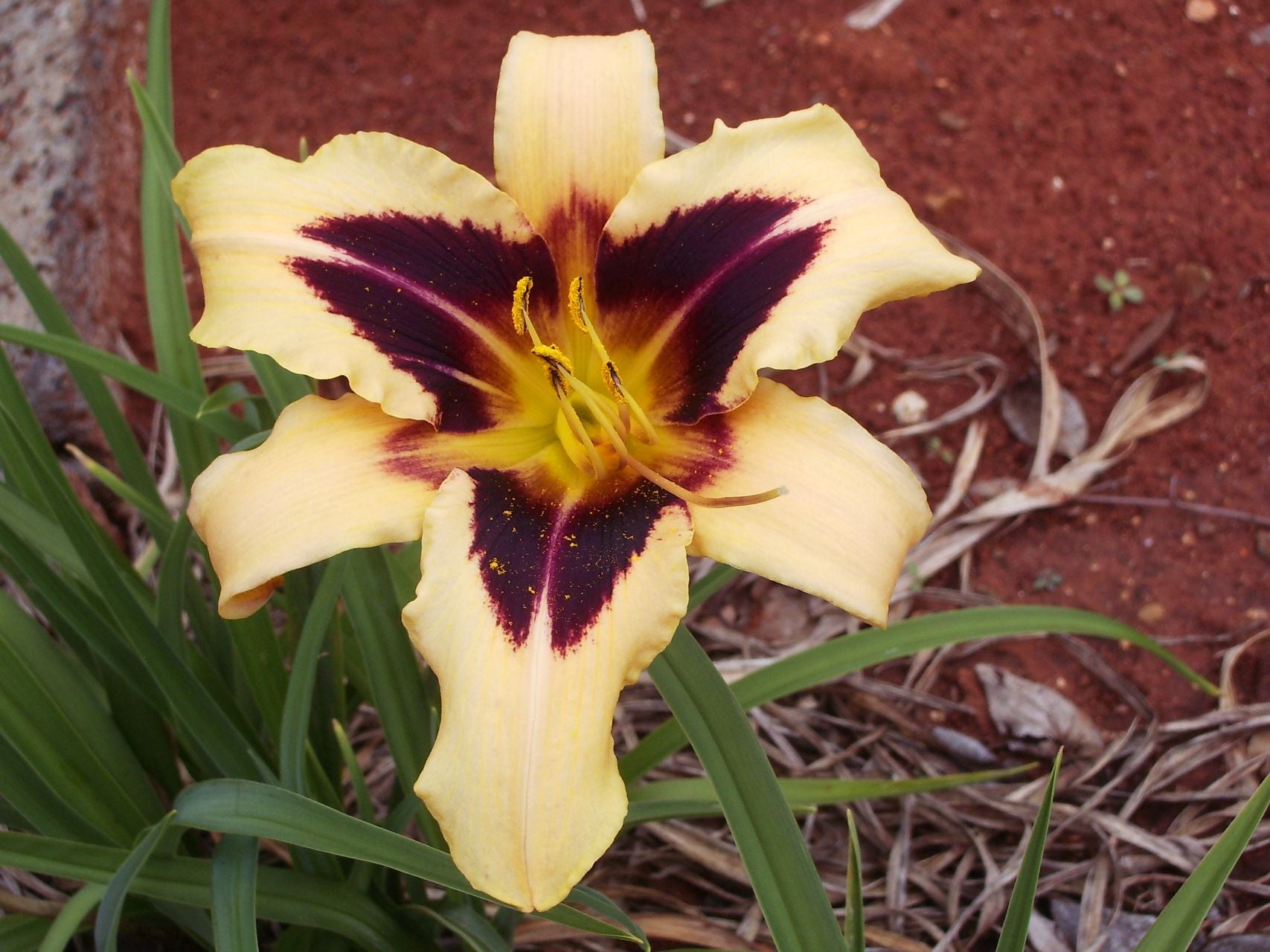 Volusian Spider Daylily