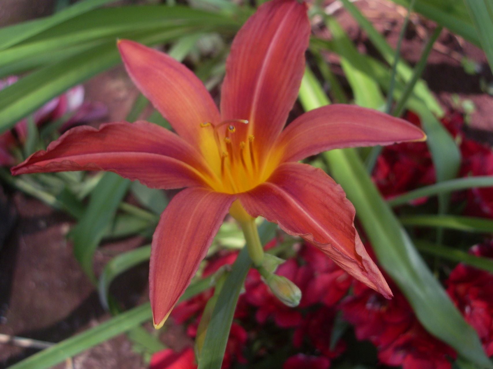 Dorothy | Daylily