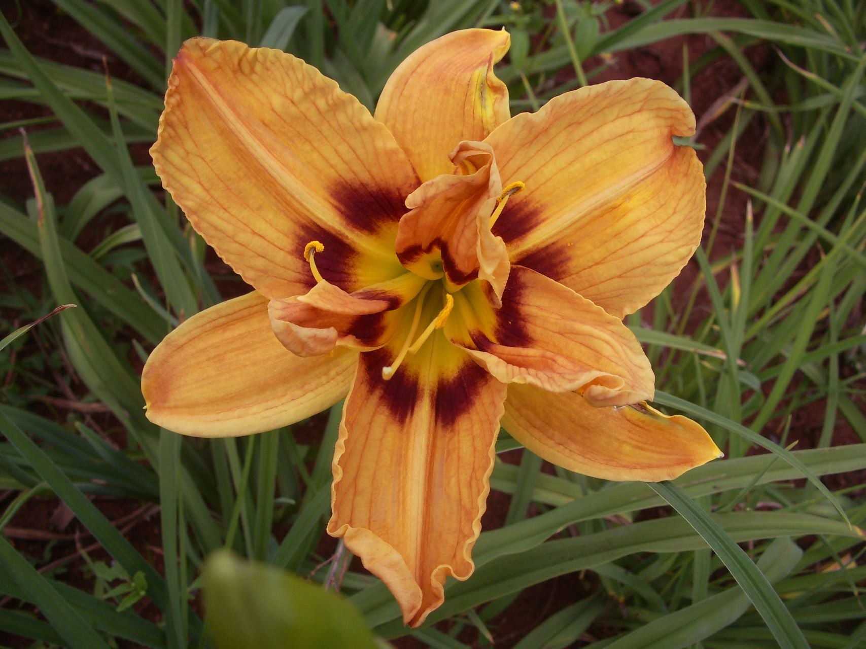 Double Dragon Daylily