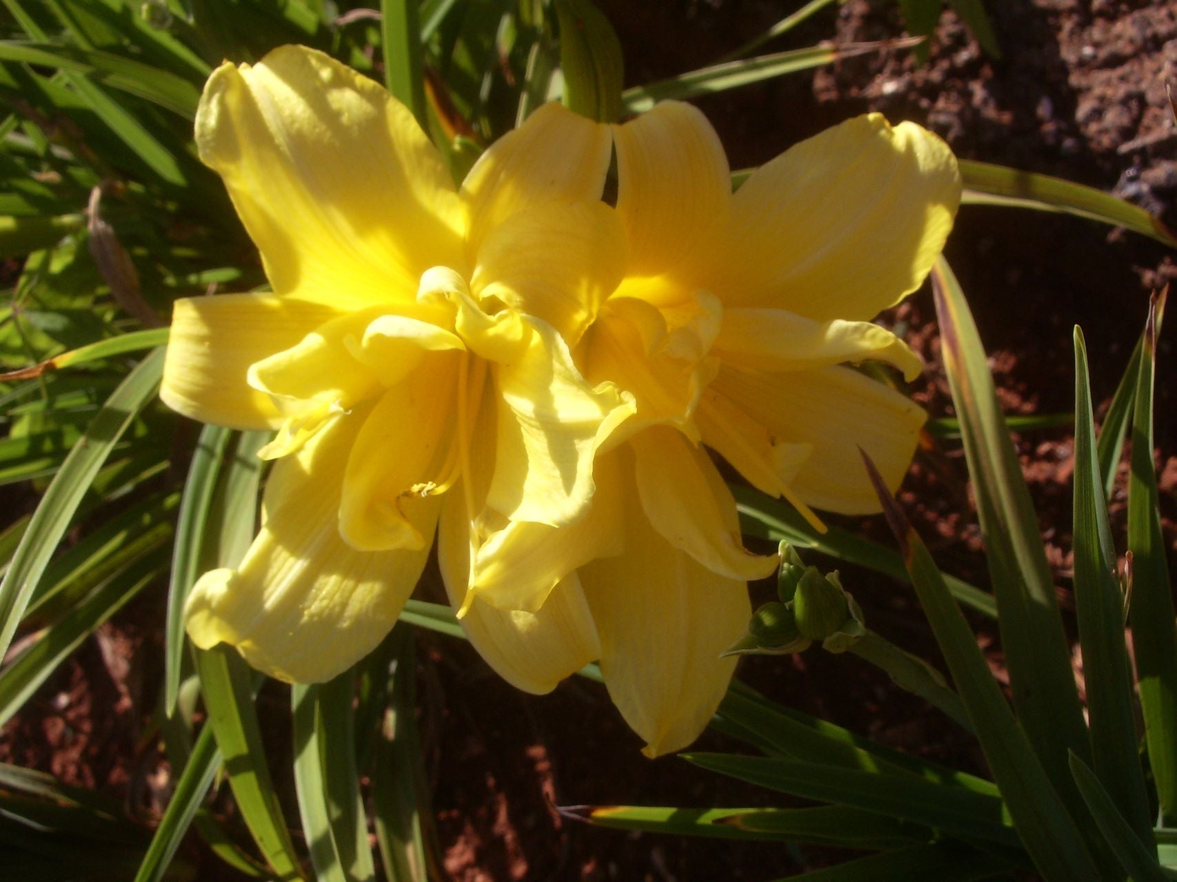 Double Jackpot Daylily