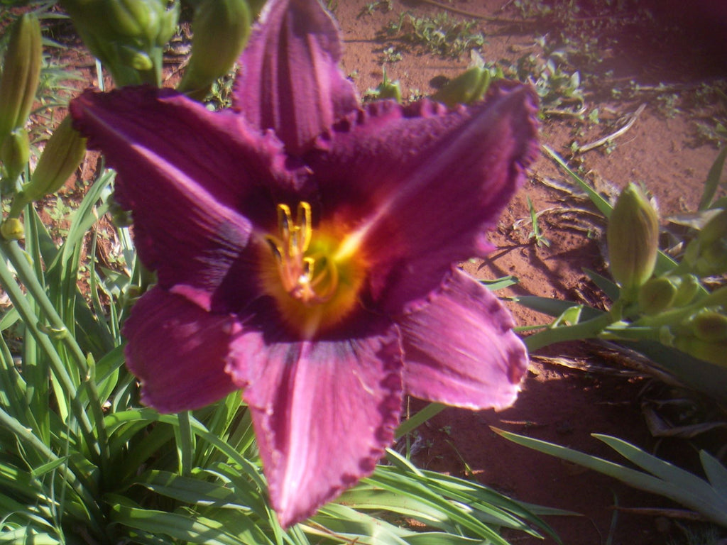 Etopia | Daylily