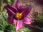 Etopia | Daylily
