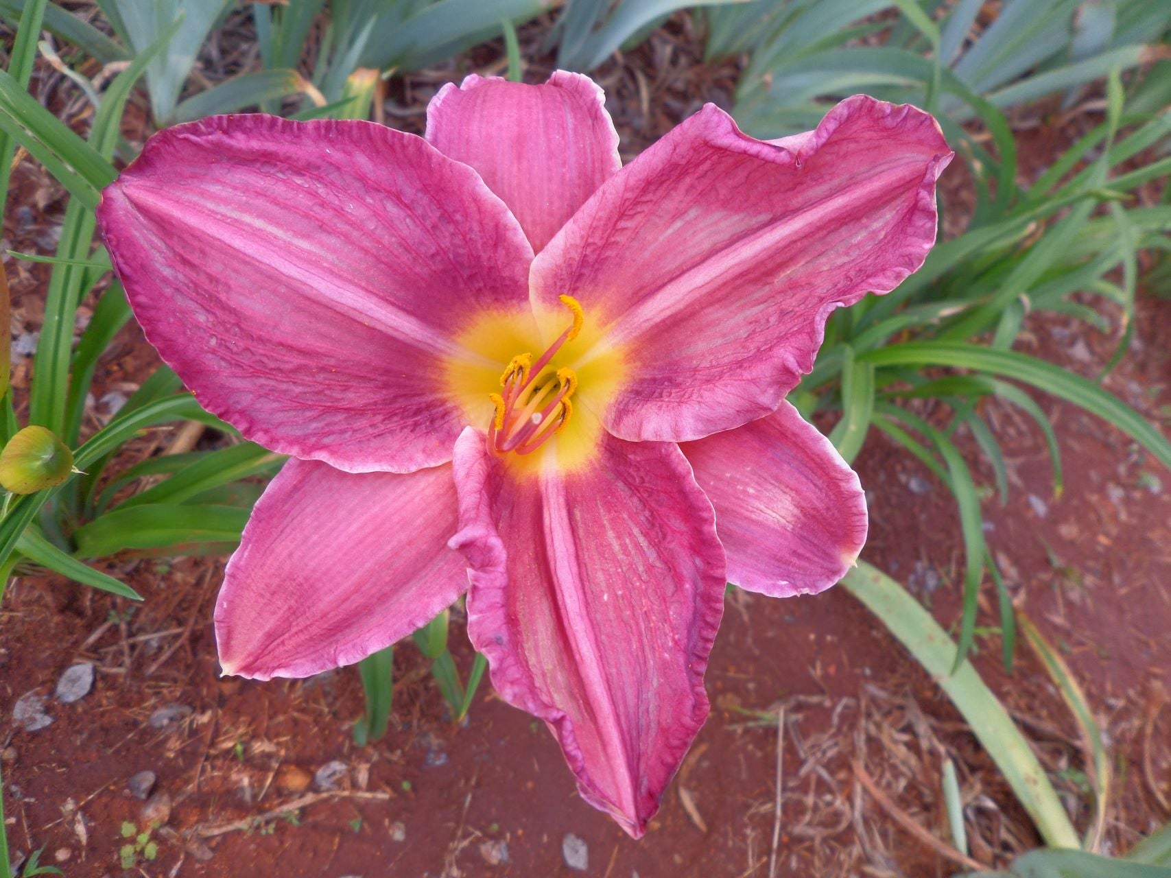 Etopia* Daylily