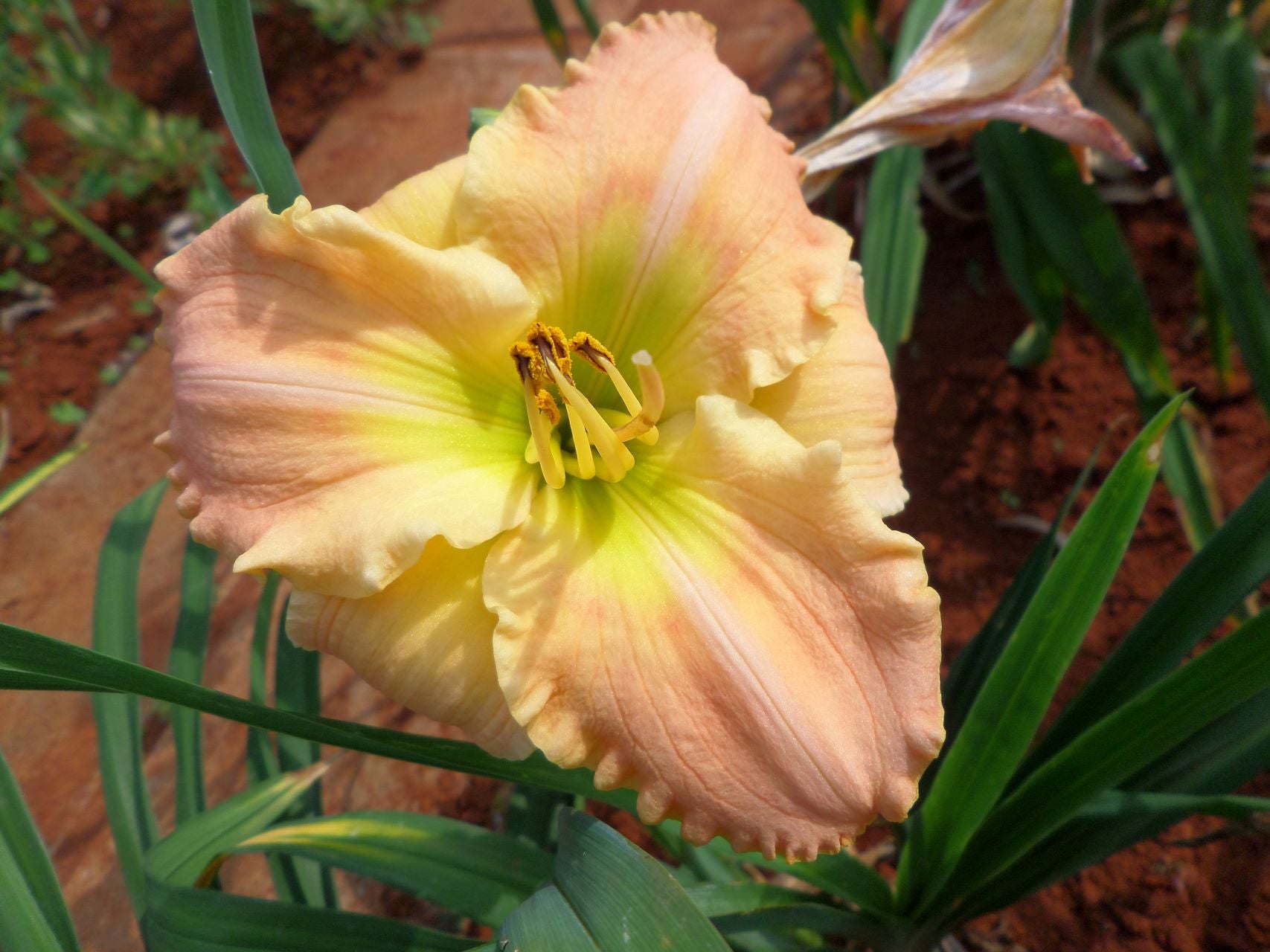 Every Gladness Daylily