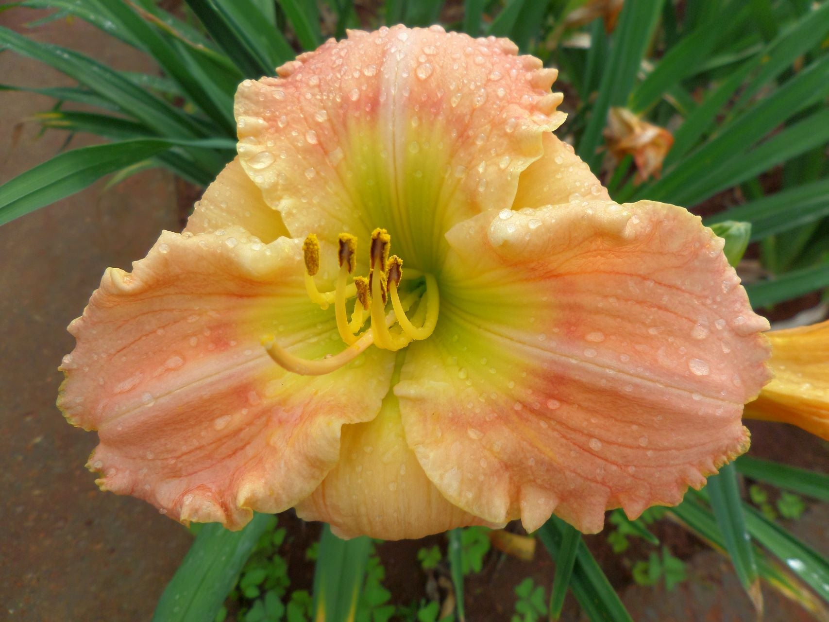 Every Gladness Daylily