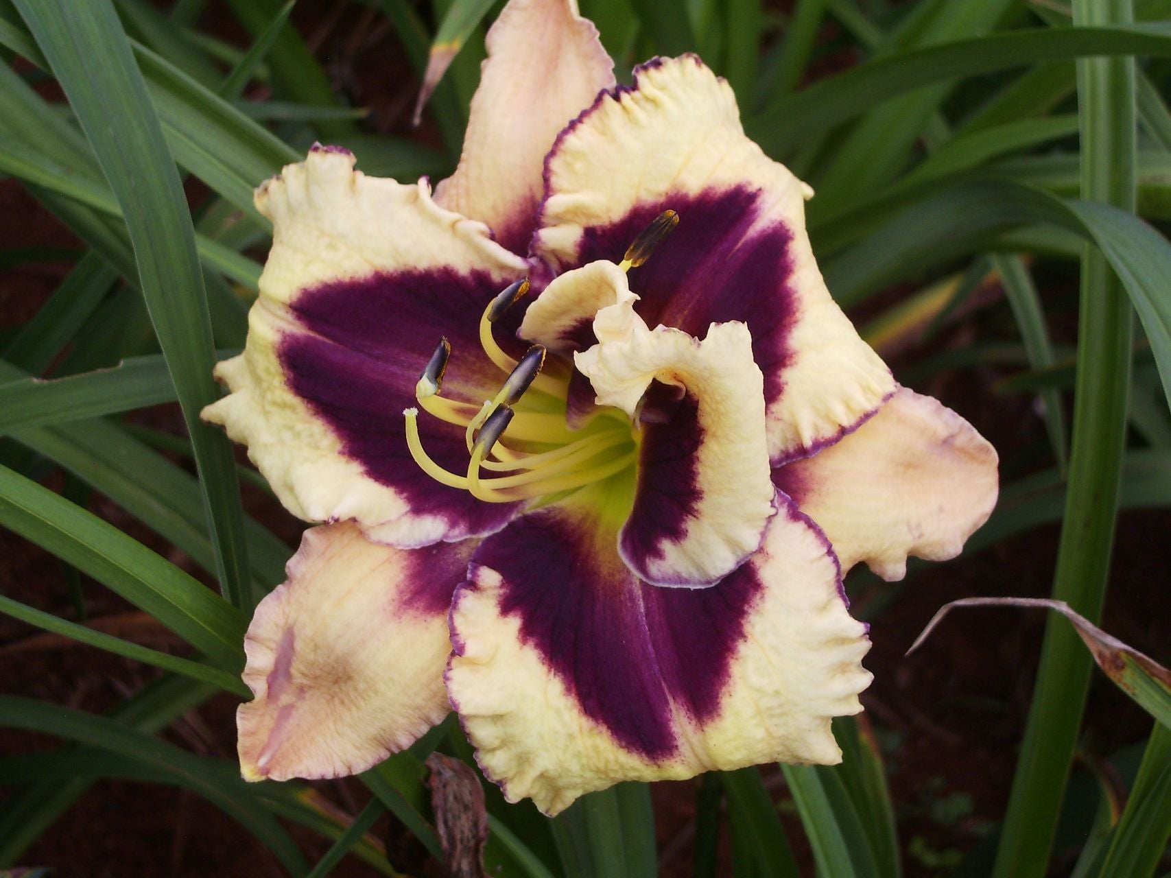 Eye Of Excellence Daylily