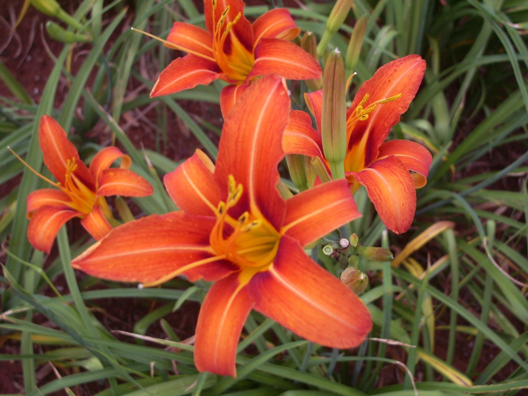 Orange daylilies, Hemerocallis fulva, with in a garden setting