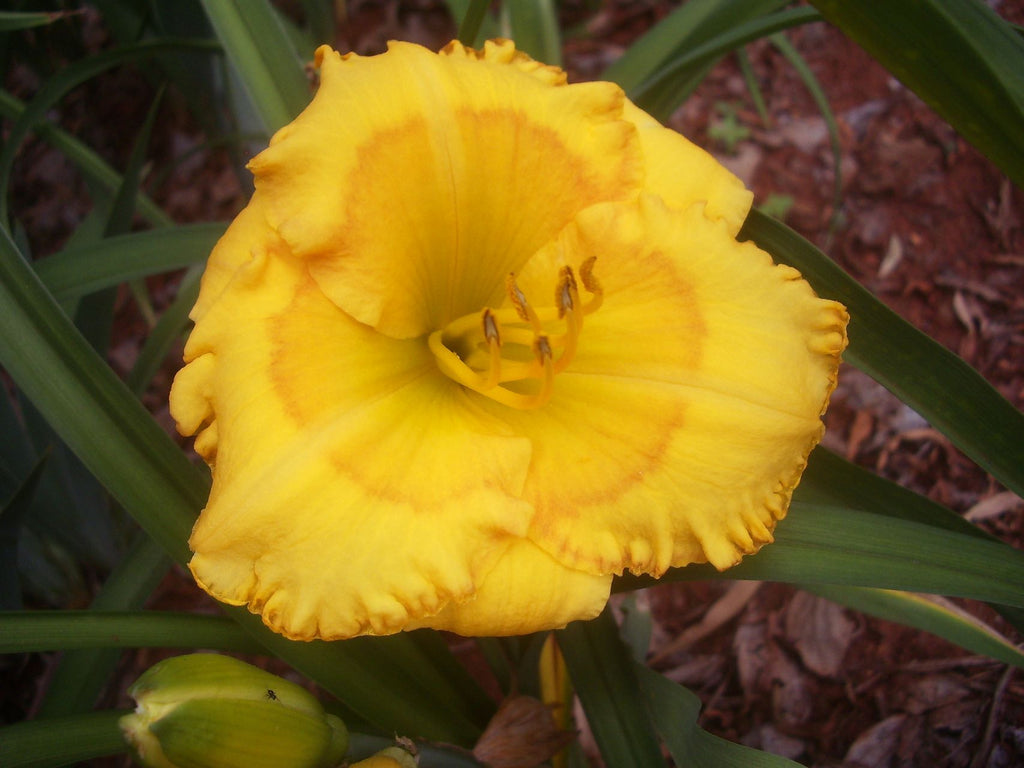 Gene's Gold* | Daylily