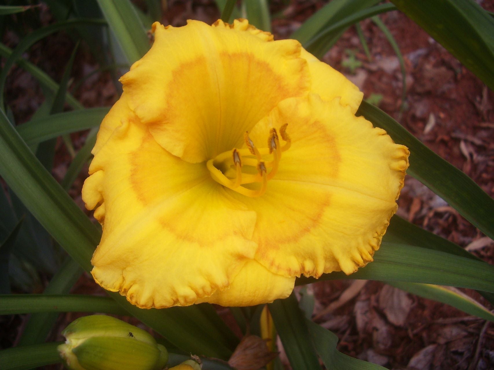 Gene's Gold* Daylily