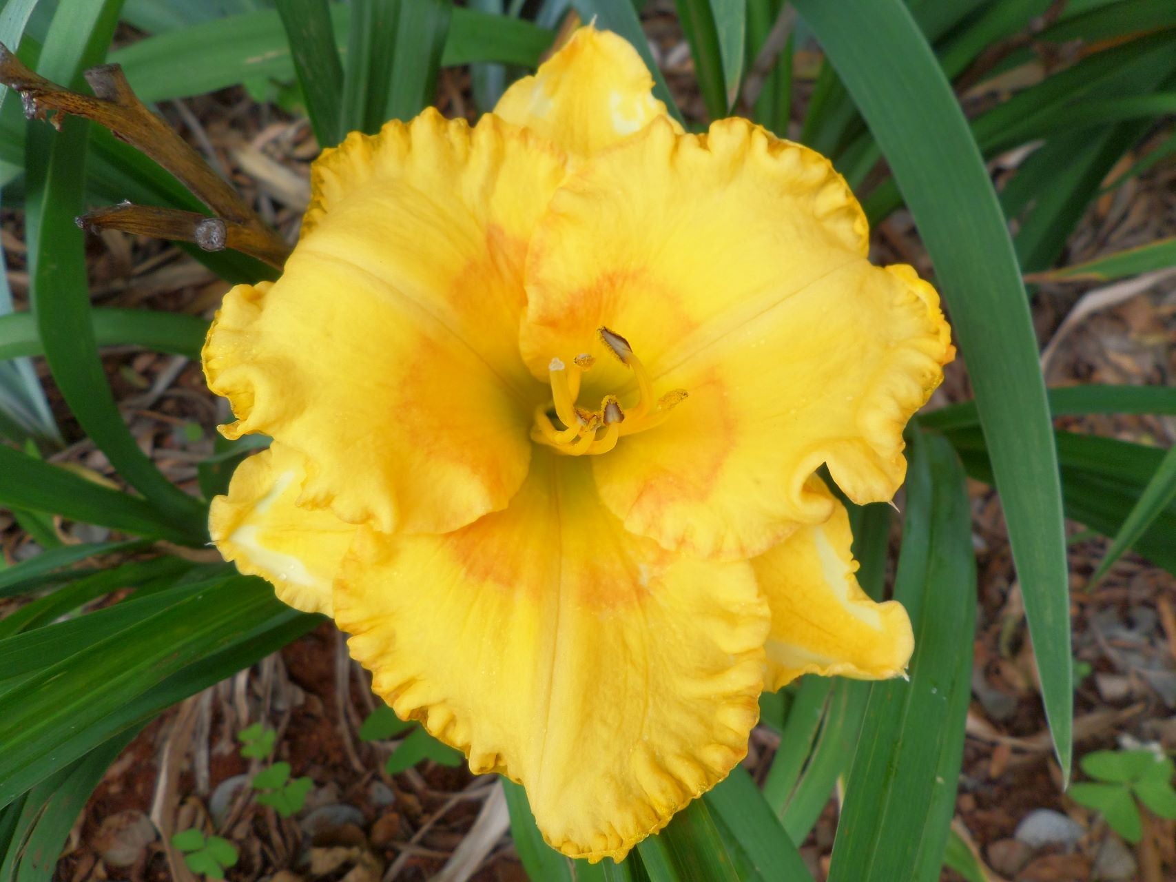 Gene's Gold* Daylily