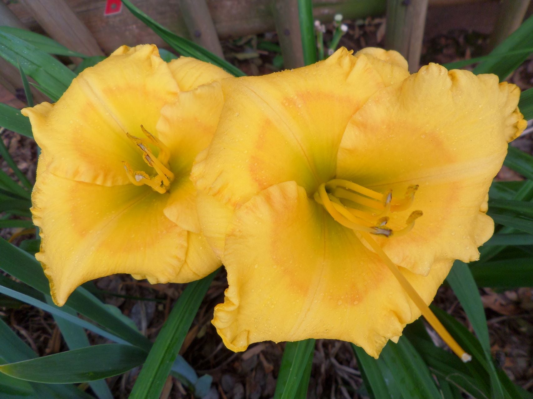 Gene's Gold* Daylily