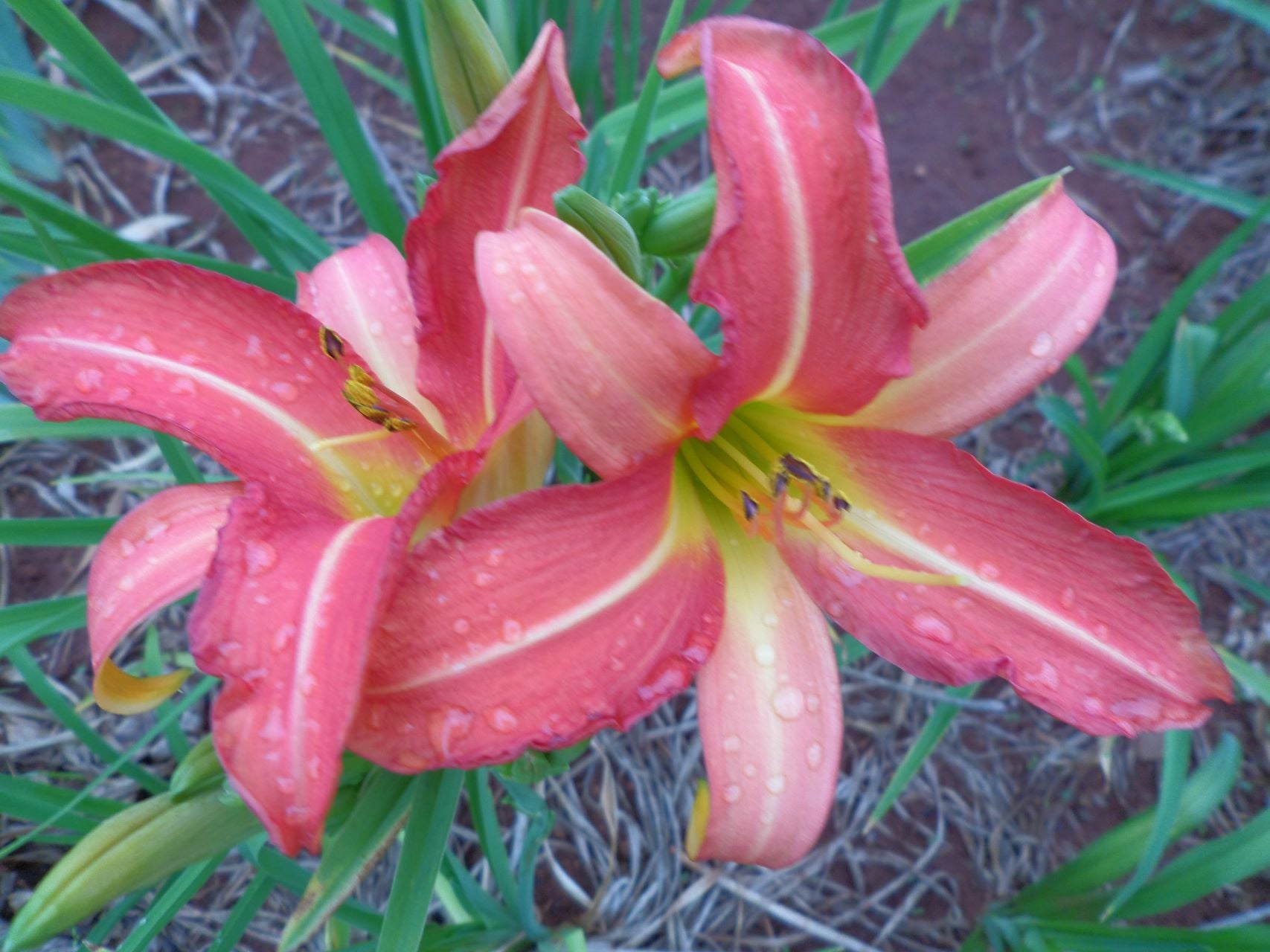 Hilarity Daylily