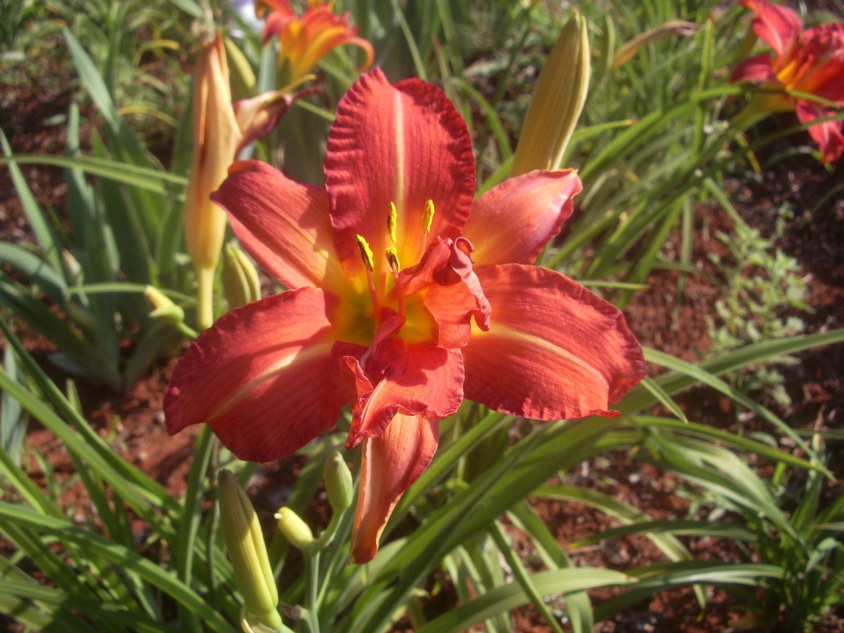 Hilarity Daylily