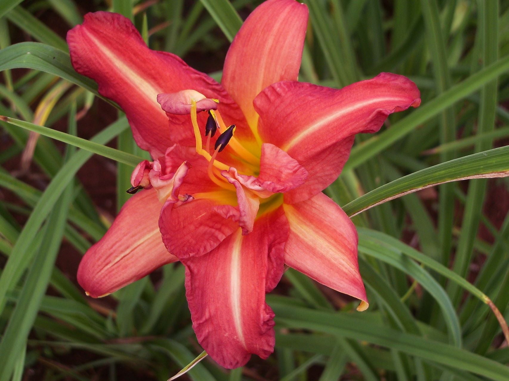 Hilarity Daylily