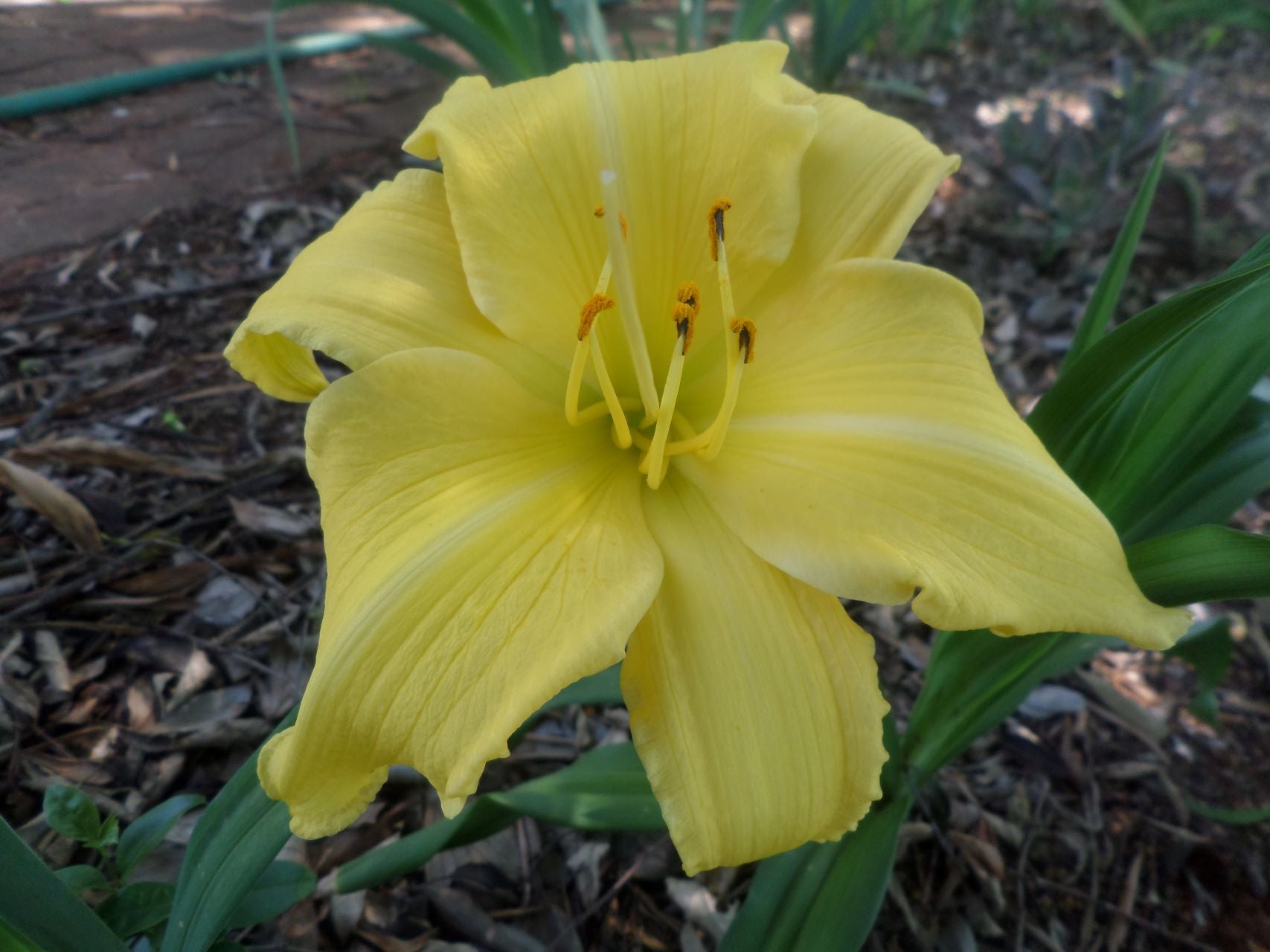 Humdinger Daylily