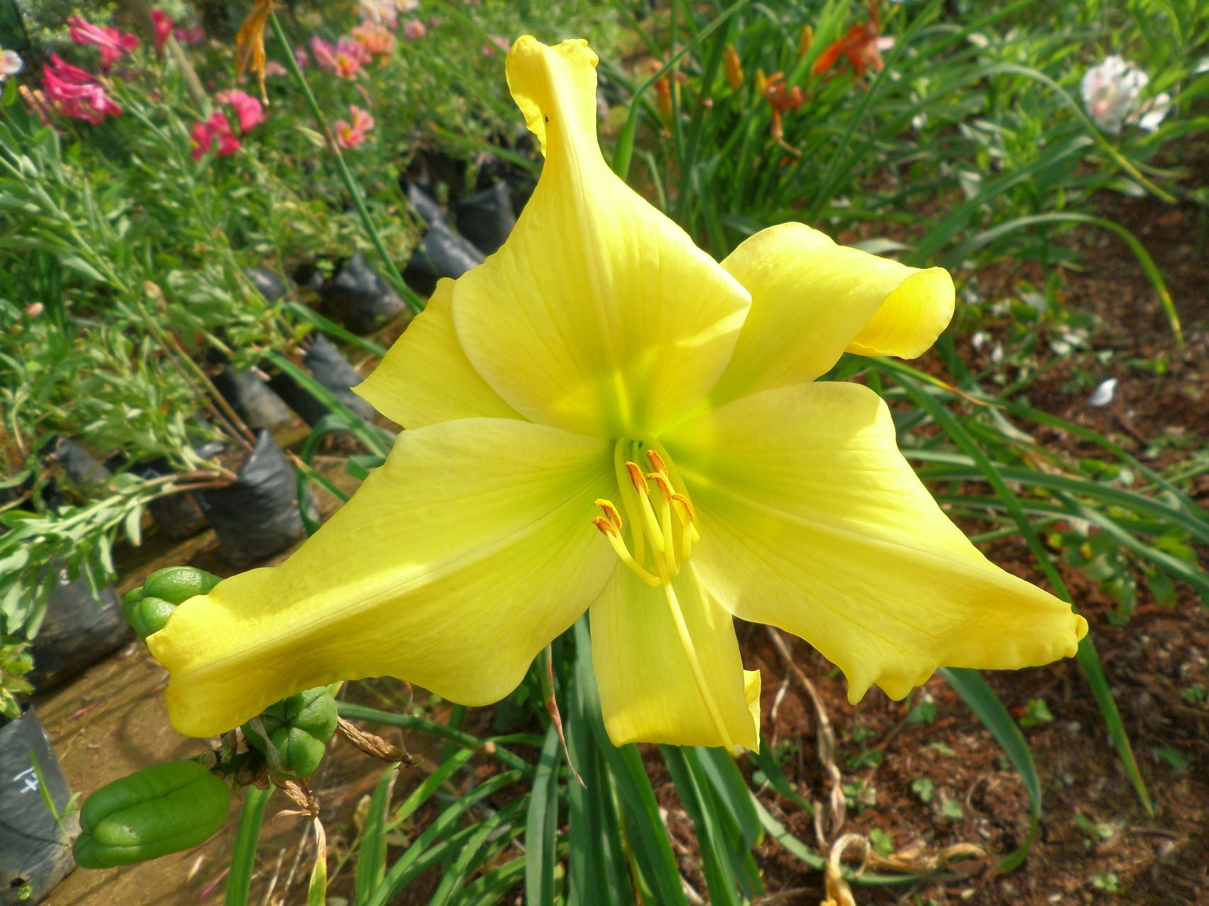 Humdinger Daylily