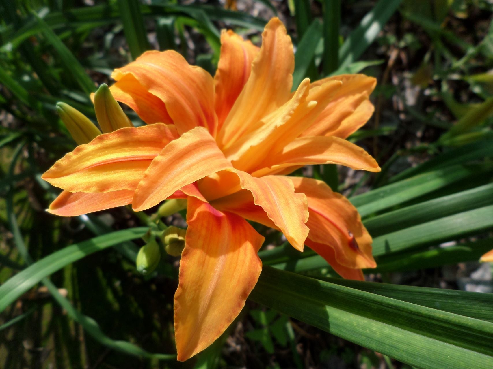 Kwanso Daylily