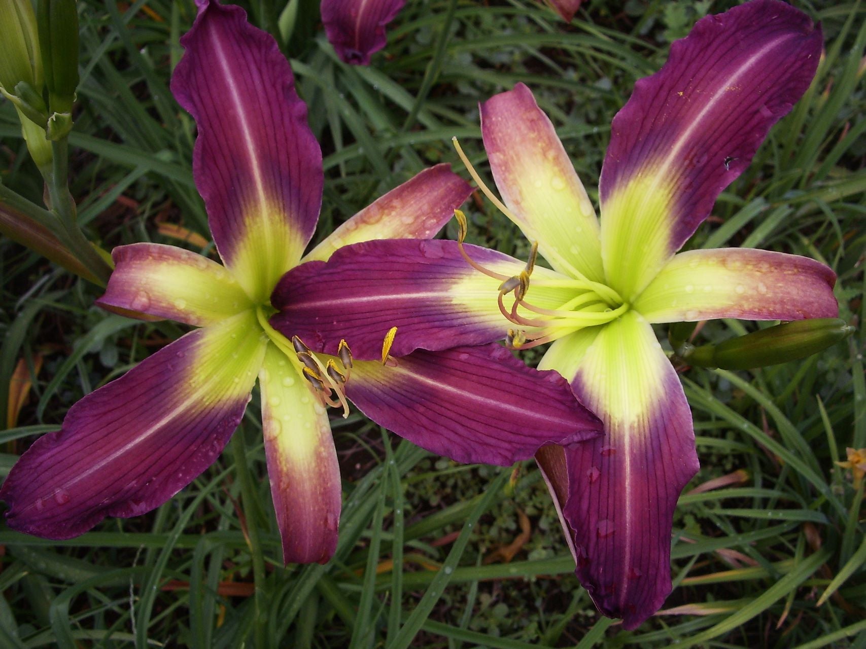 Laughing Skies Daylily