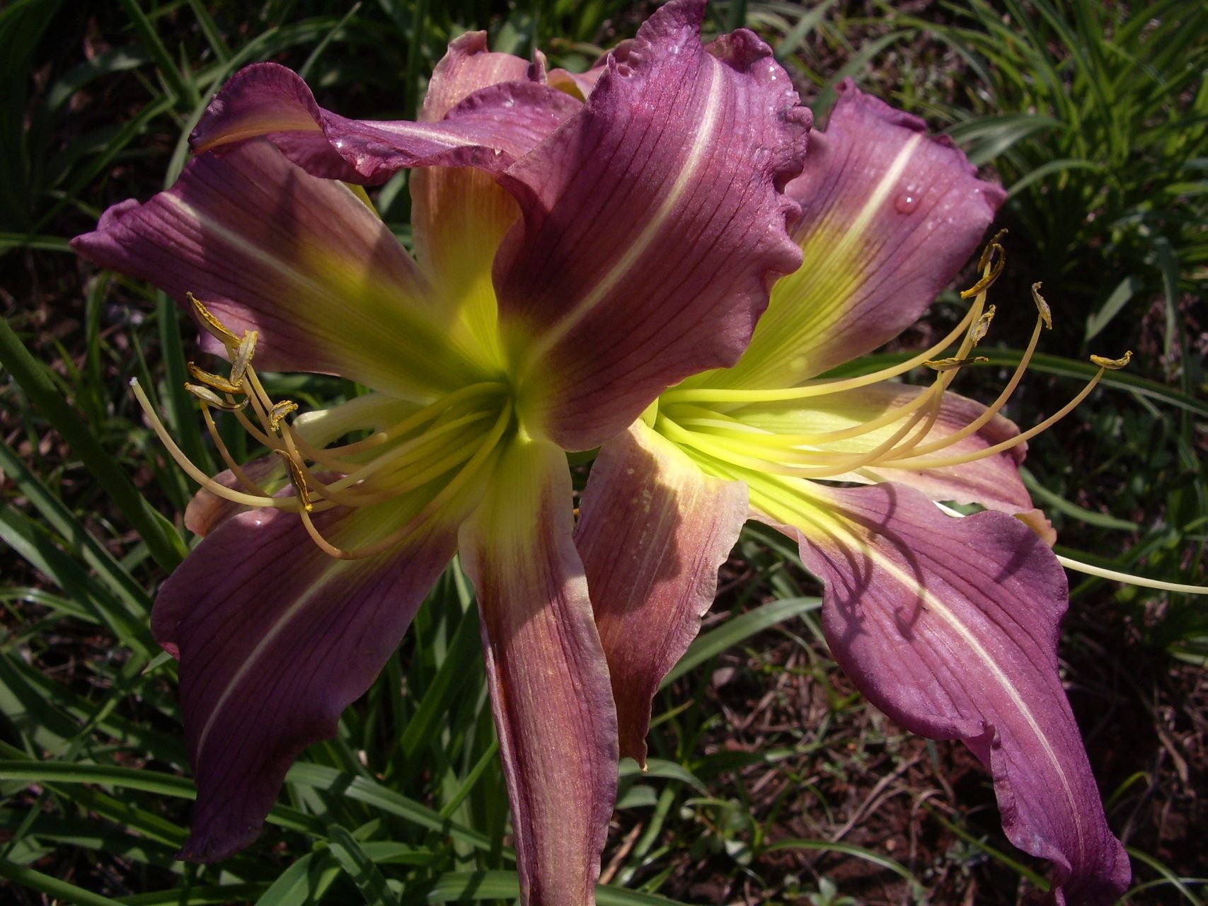 Laughing Skies Daylily