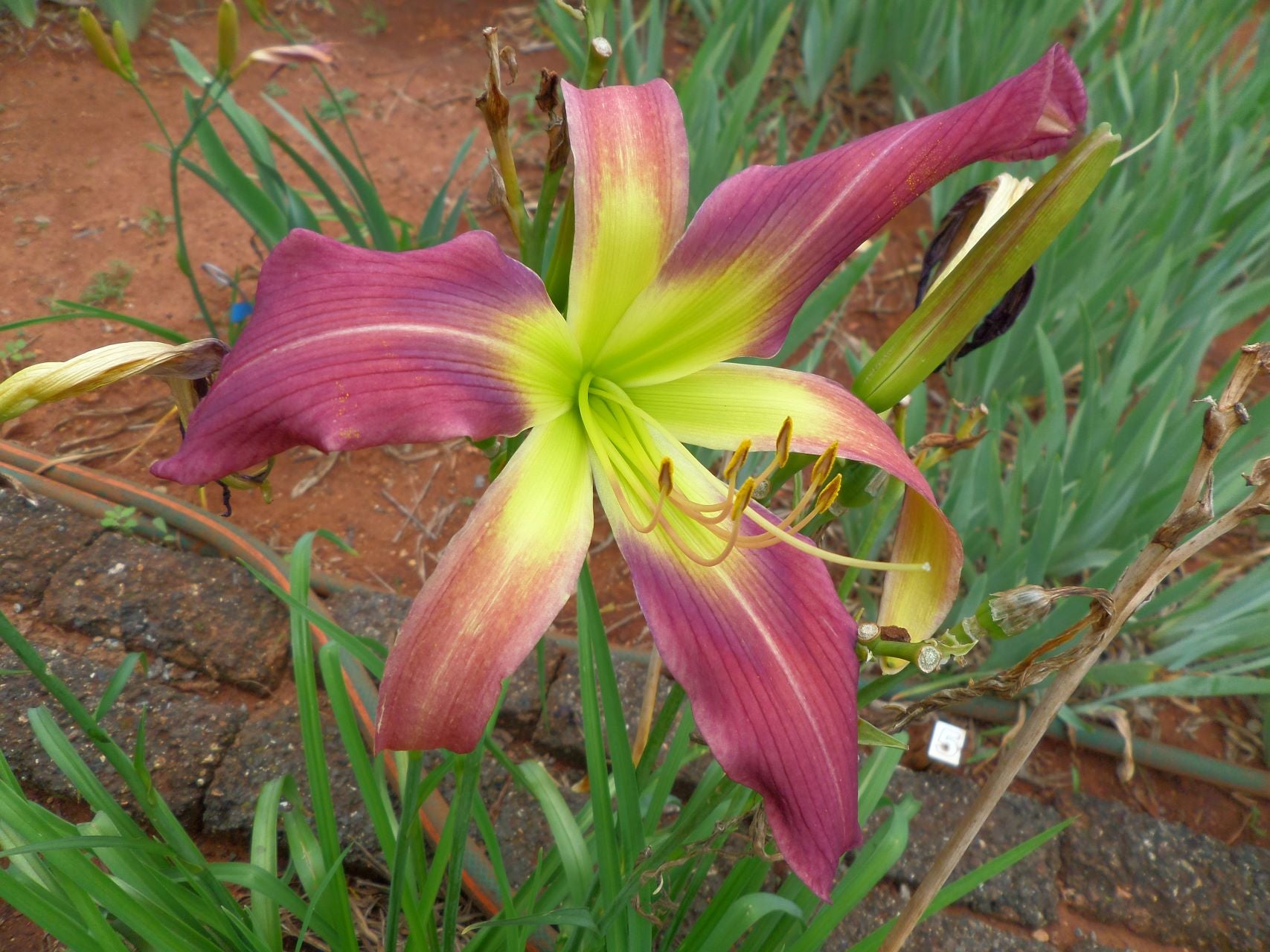 Laughing Skies Daylily
