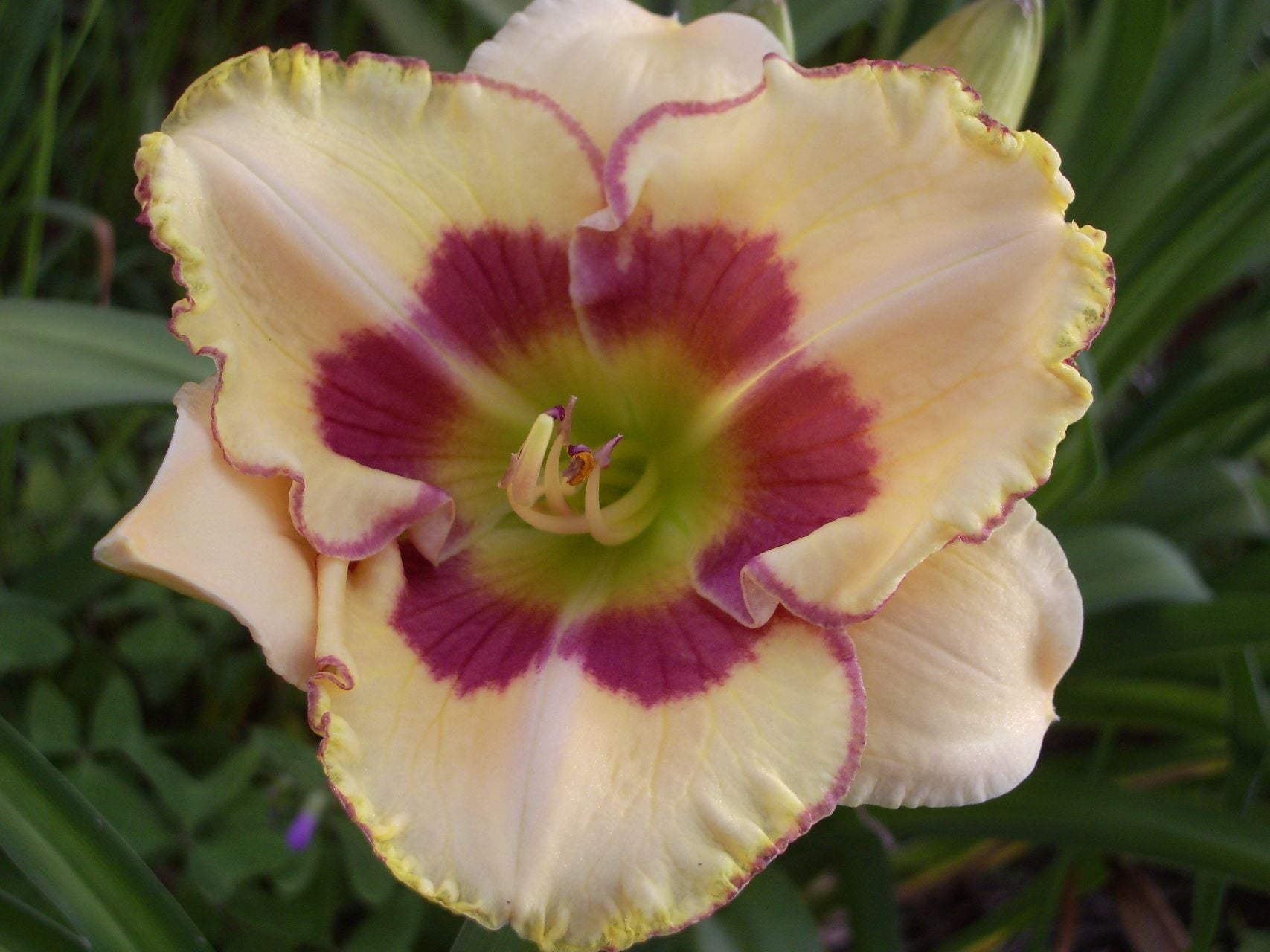 Light Of The World | Daylily