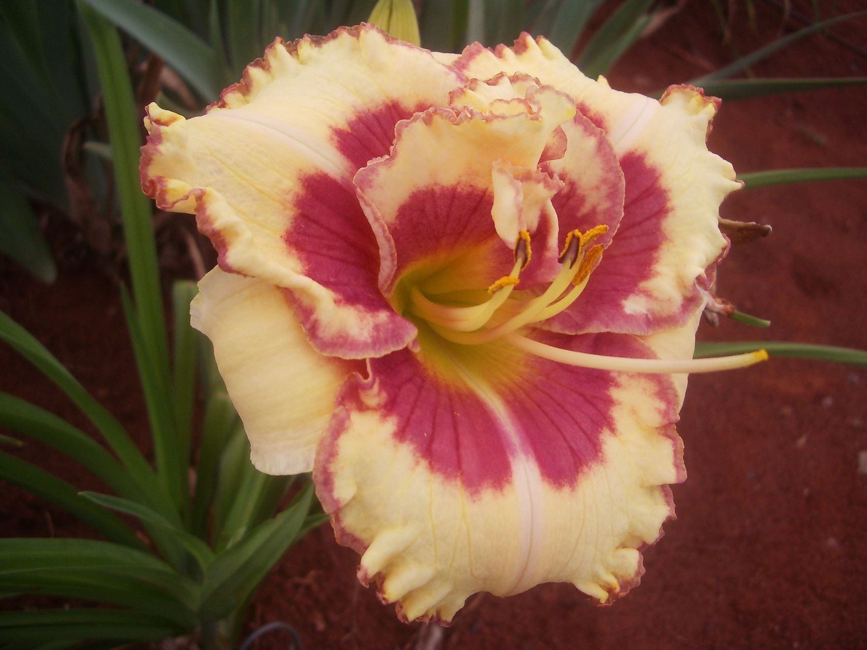 Light Of The World | Daylily