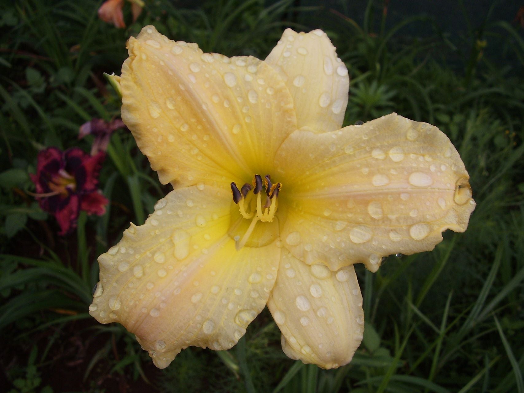 Lynn's Delight Daylily