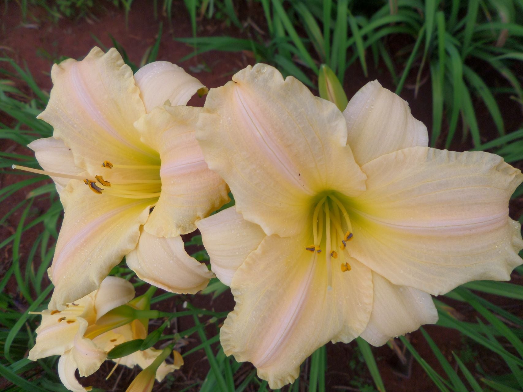 Lynn's Delight Daylily