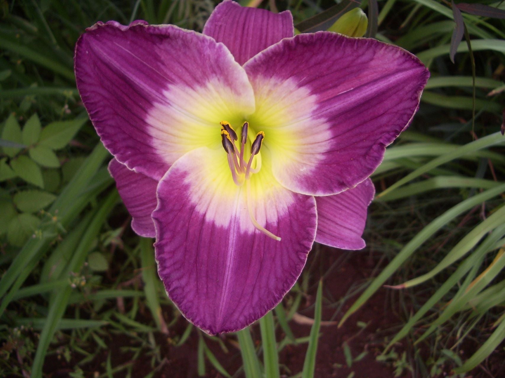 Malaysian Monarch Daylily