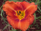 Maleny Sizzler | Daylily